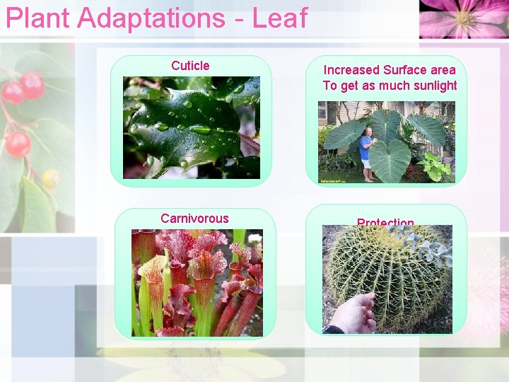 Plant Adaptations - Leaf Cuticle Carnivorous Increased Surface area To get as much sunlight