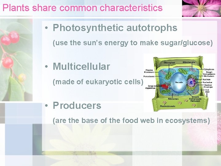 Plants share common characteristics • Photosynthetic autotrophs (use the sun’s energy to make sugar/glucose)
