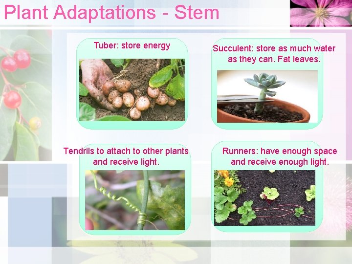 Plant Adaptations - Stem Tuber: store energy Tendrils to attach to other plants and