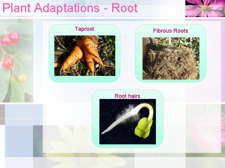 Plant Adaptations - Root Taproot Fibrous Root hairs 