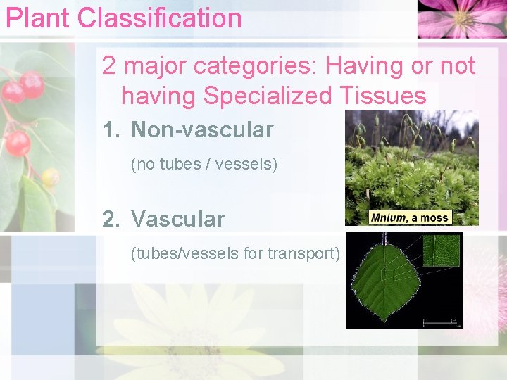 Plant Classification 2 major categories: Having or not having Specialized Tissues 1. Non-vascular (no