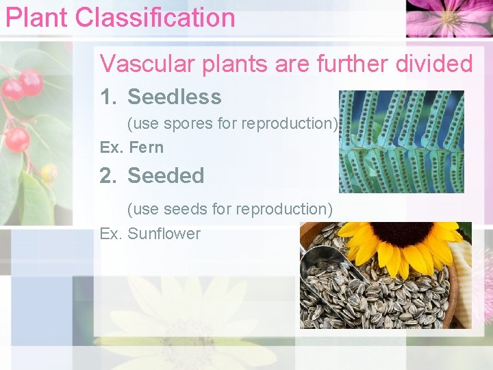 Plant Classification Vascular plants are further divided 1. Seedless (use spores for reproduction) Ex.