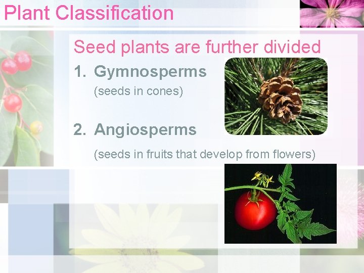 Plant Classification Seed plants are further divided 1. Gymnosperms (seeds in cones) 2. Angiosperms