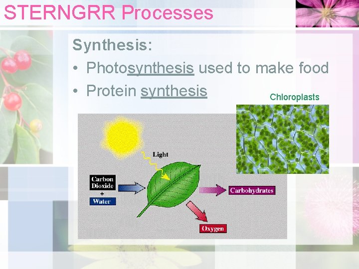 STERNGRR Processes Synthesis: • Photosynthesis used to make food • Protein synthesis Chloroplasts 