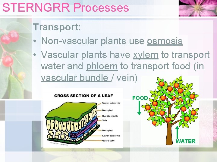 STERNGRR Processes Transport: • Non-vascular plants use osmosis • Vascular plants have xylem to