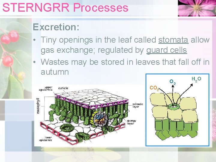 STERNGRR Processes Excretion: • Tiny openings in the leaf called stomata allow gas exchange;