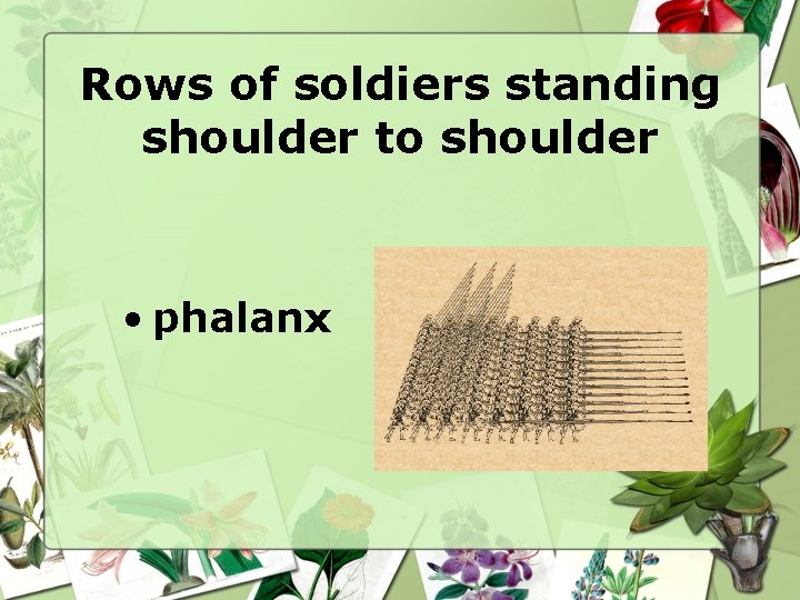 Rows of soldiers standing shoulder to shoulder • phalanx 