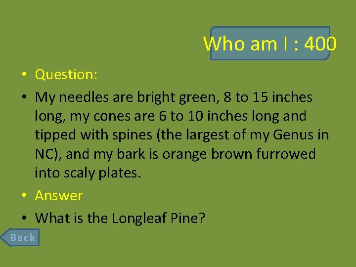 Who am I : 400 • Question: • My needles are bright green, 8