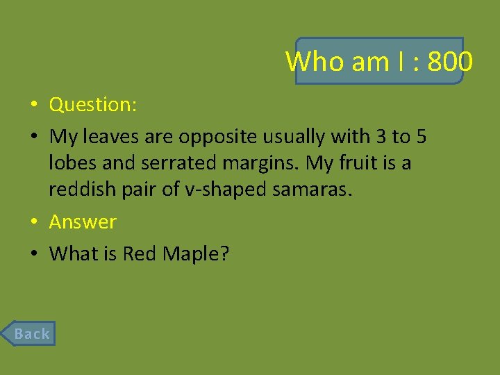 Who am I : 800 • Question: • My leaves are opposite usually with