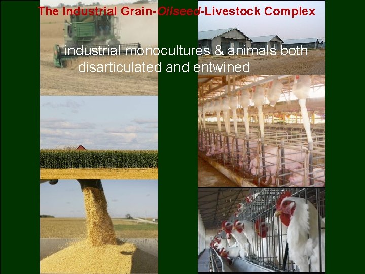 The Industrial Grain-Oilseed-Livestock Complex industrial monocultures & animals both disarticulated and entwined 