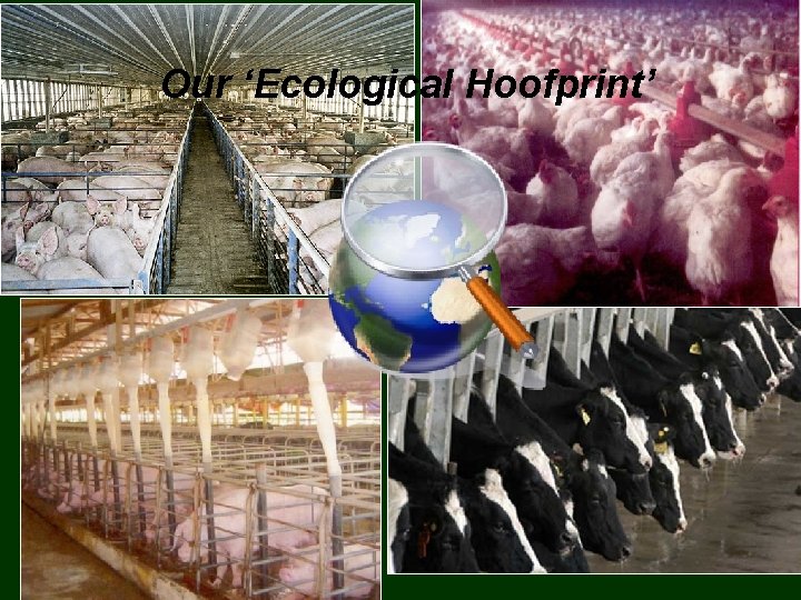 Our ‘Ecological Hoofprint’ 