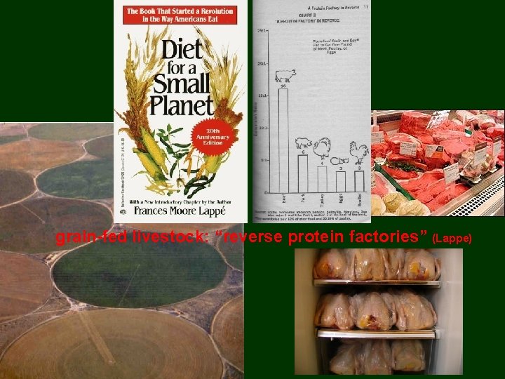 grain-fed livestock: “reverse protein factories” (Lappe) 