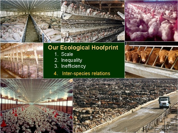 Our Ecological Hoofprint 1. 2. 3. 4. Scale Inequality Inefficiency Inter-species relations 