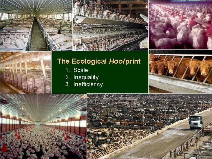 The Ecological Hoofprint 1. Scale 2. Inequality 3. Inefficiency 