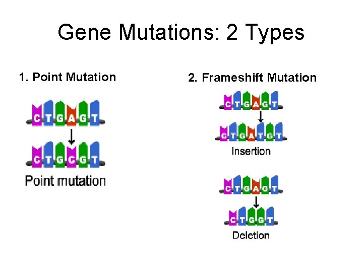 Gene Mutations: 2 Types 1. Point Mutation 2. Frameshift Mutation 