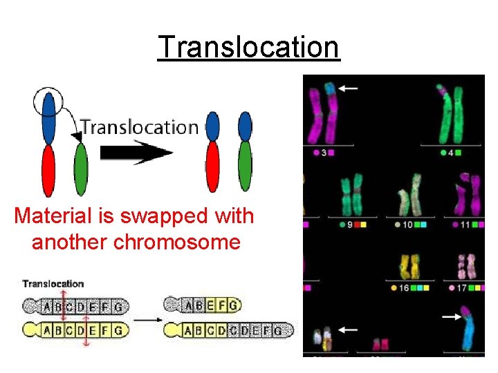 Translocation Material is swapped with another chromosome 