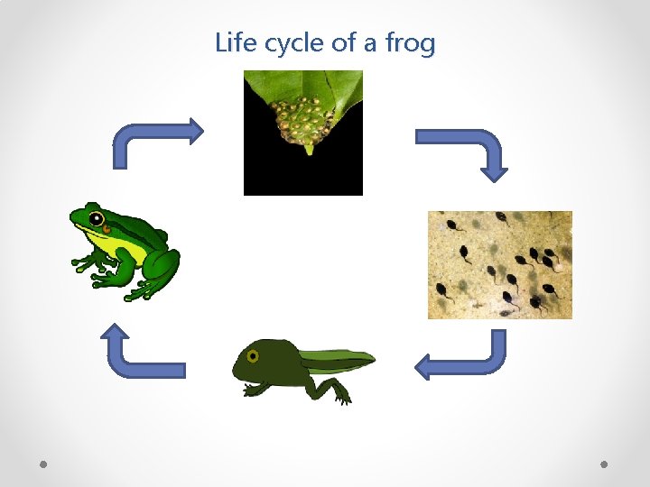 Life cycle of a frog 