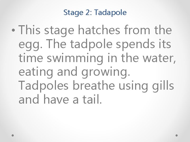 Stage 2: Tadapole • This stage hatches from the egg. The tadpole spends its