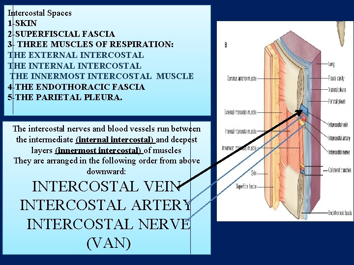 Intercostal Spaces 1 -SKIN 2 -SUPERFISCIAL FASCIA 3 - THREE MUSCLES OF RESPIRATION: THE