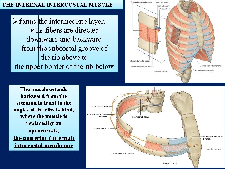 THE INTERNAL INTERCOSTAL MUSCLE Øforms the intermediate layer. ØIts fibers are directed downward and