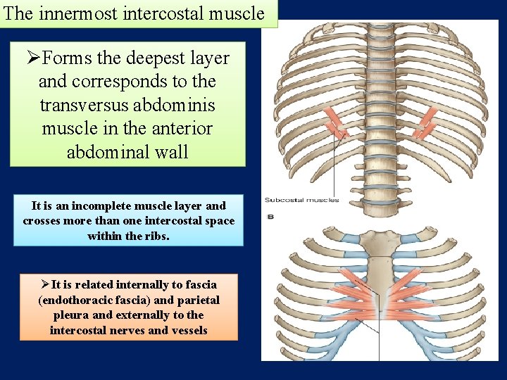 The innermost intercostal muscle ØForms the deepest layer and corresponds to the transversus abdominis