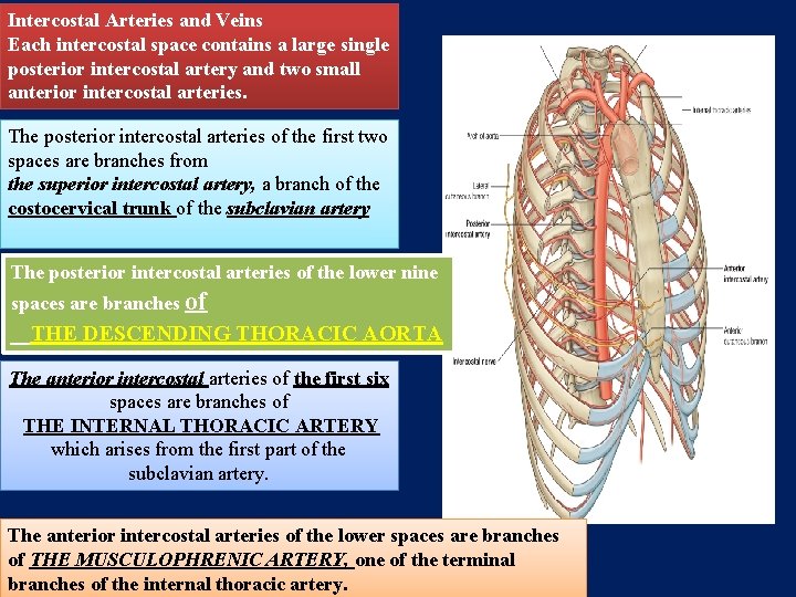 Intercostal Arteries and Veins Each intercostal space contains a large single posterior intercostal artery