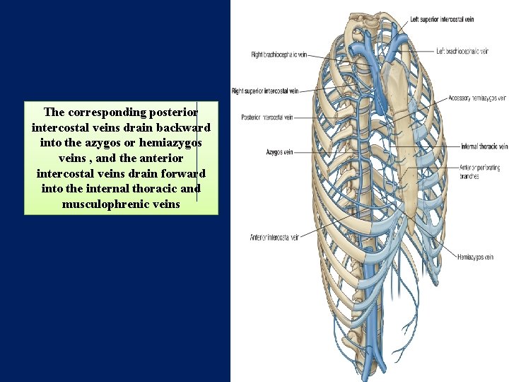 The corresponding posterior intercostal veins drain backward into the azygos or hemiazygos veins ,