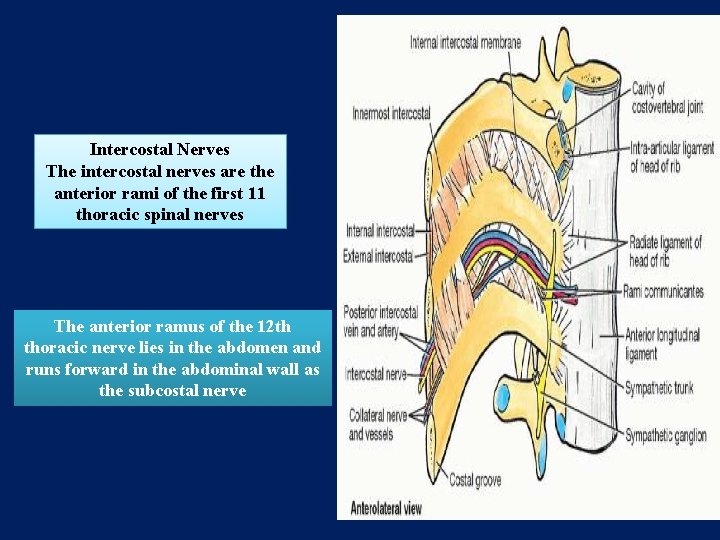 Intercostal Nerves The intercostal nerves are the anterior rami of the first 11 thoracic