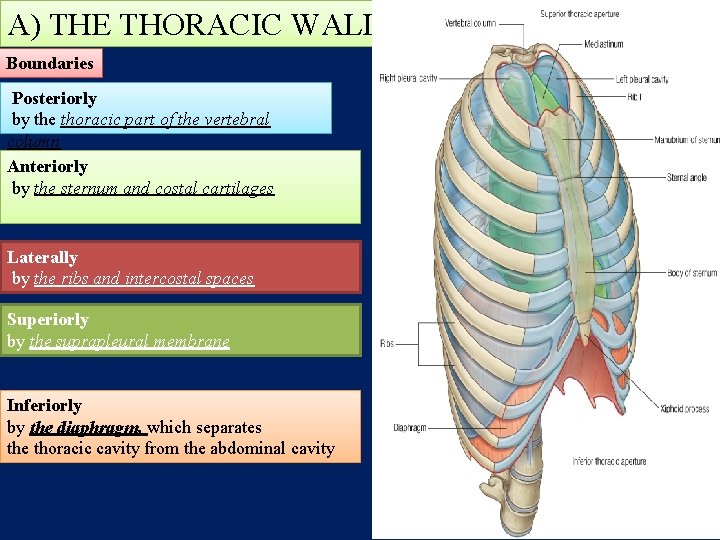 A) THE THORACIC WALL Boundaries Posteriorly by the thoracic part of the vertebral column