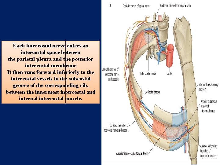 Each intercostal nerve enters an intercostal space between the parietal pleura and the posterior