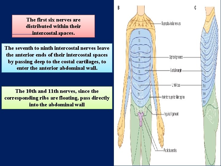 The first six nerves are distributed within their intercostal spaces. The seventh to ninth