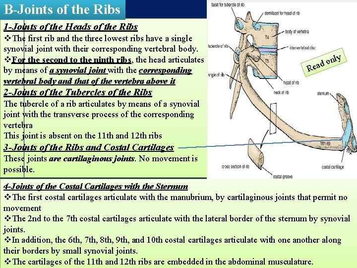 B-Joints of the Ribs 1 -Joints of the Heads of the Ribs v. The