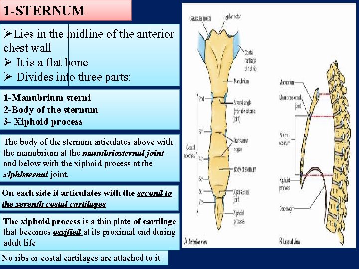 1 -STERNUM ØLies in the midline of the anterior chest wall Ø It is