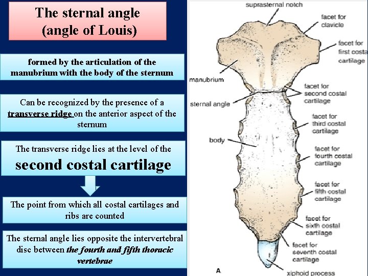 The sternal angle (angle of Louis) formed by the articulation of the manubrium with