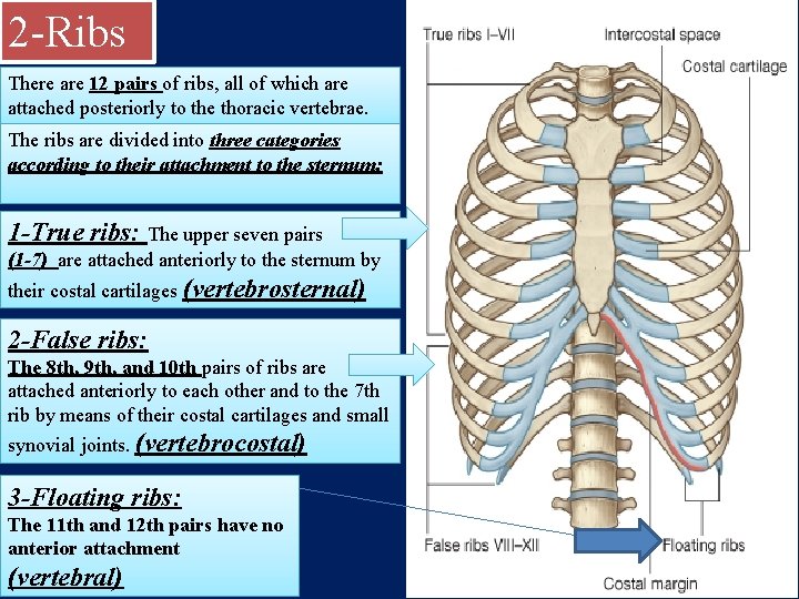 2 -Ribs There are 12 pairs of ribs, all of which are attached posteriorly