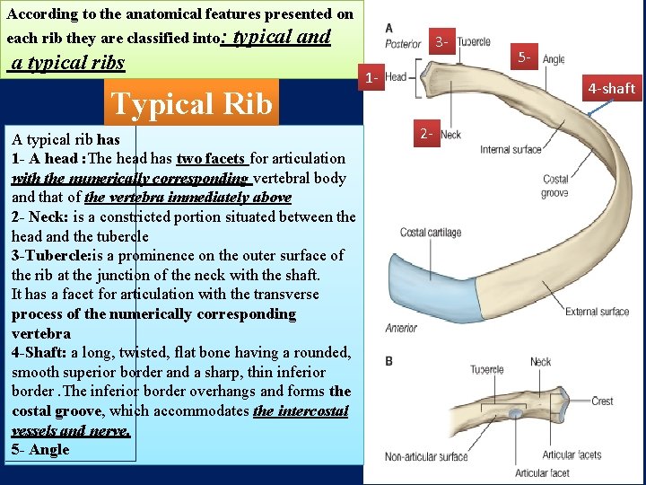 According to the anatomical features presented on each rib they are classified into: typical