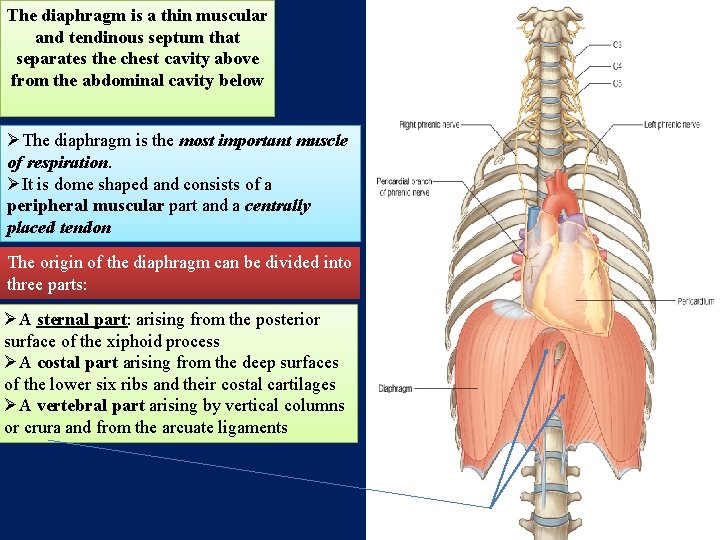 The diaphragm is a thin muscular and tendinous septum that separates the chest cavity