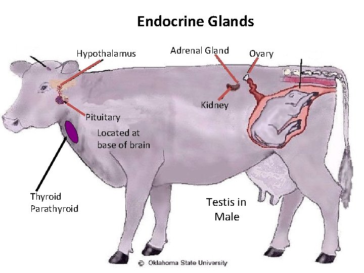 Endocrine Glands Hypothalamus Pituitary Adrenal Gland Kidney Located at base of brain Thyroid Parathyroid