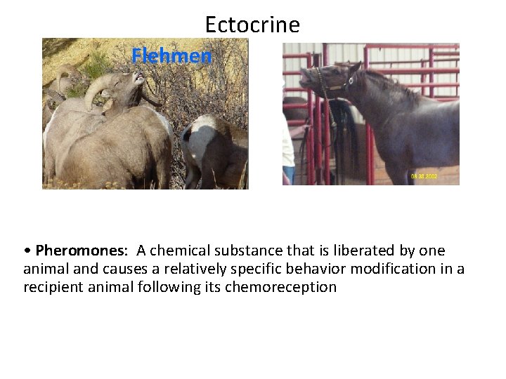 Ectocrine Flehmen • Pheromones: A chemical substance that is liberated by one animal and