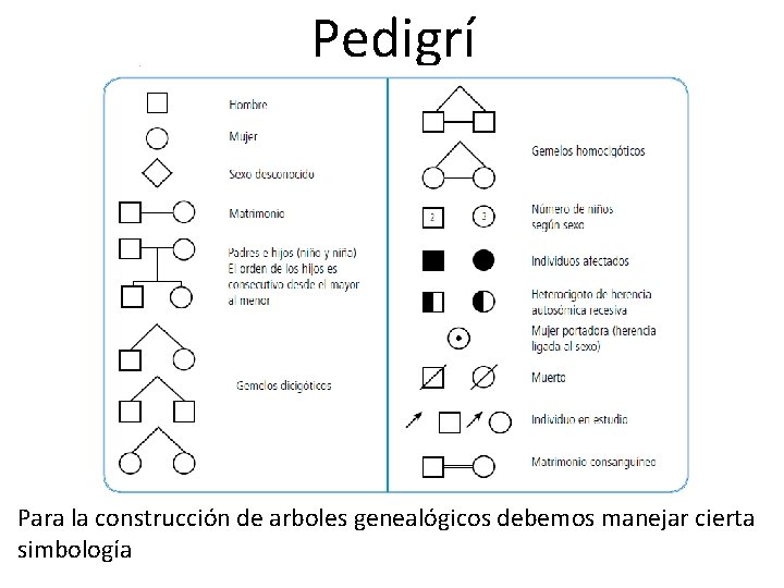 Pedigrí Para la construcción de arboles genealógicos debemos manejar cierta simbología 