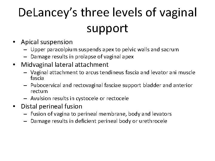 Pelvic Floor And Functional Anatomy Assoc Prof Gazi