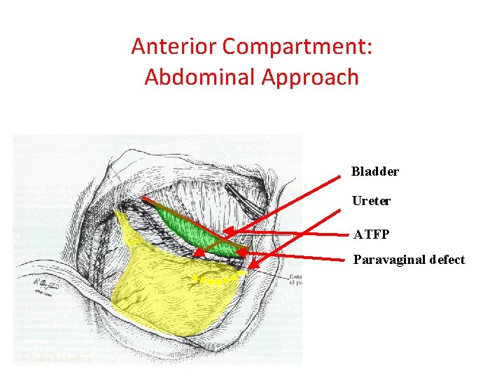 Pelvic Floor And Functional Anatomy Assoc Prof Gazi