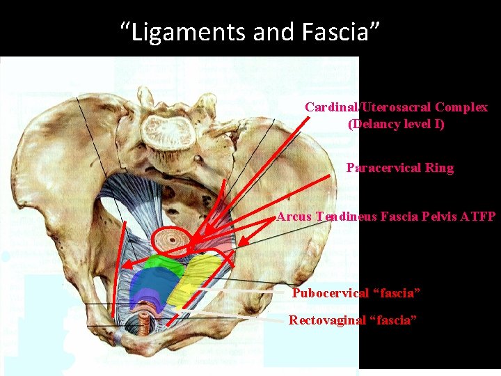 Pelvic Floor And Functional Anatomy Assoc Prof Gazi