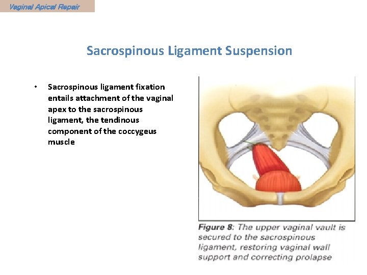 Pelvic Floor And Functional Anatomy Assoc Prof Gazi