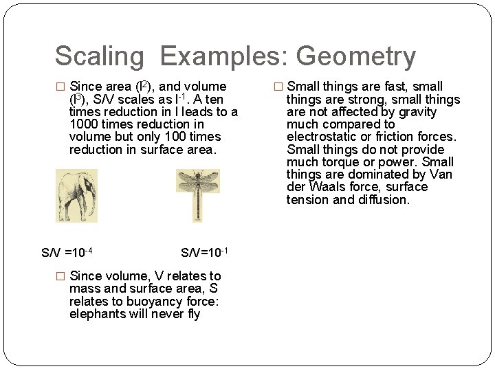 Scaling Examples: Geometry � Since area (l 2), and volume (l 3), S/V scales