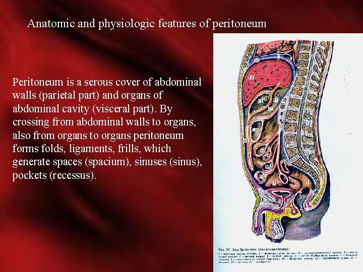 Peritone Acute abdomen Department of surgical diseases for general