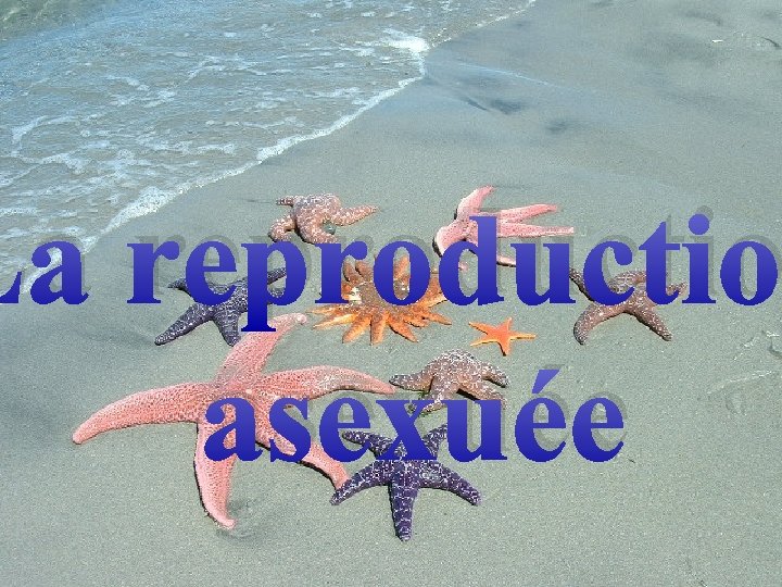 La reproductio asexuée 