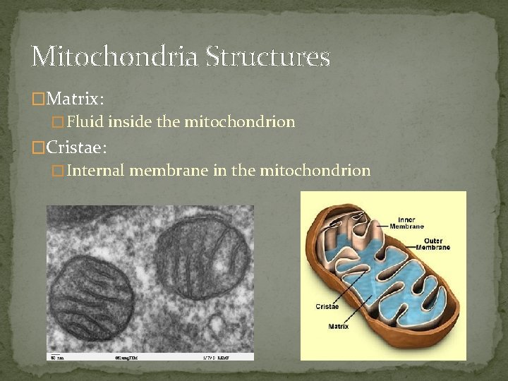 Mitochondria Structures �Matrix: � Fluid inside the mitochondrion �Cristae: � Internal membrane in the