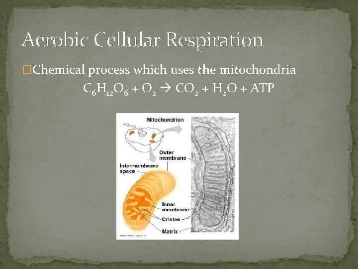 Aerobic Cellular Respiration �Chemical process which uses the mitochondria C 6 H 12 O