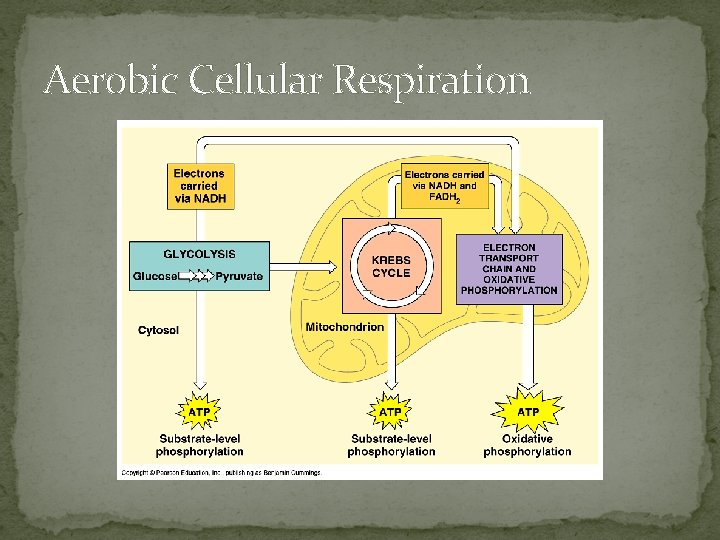 Aerobic Cellular Respiration 